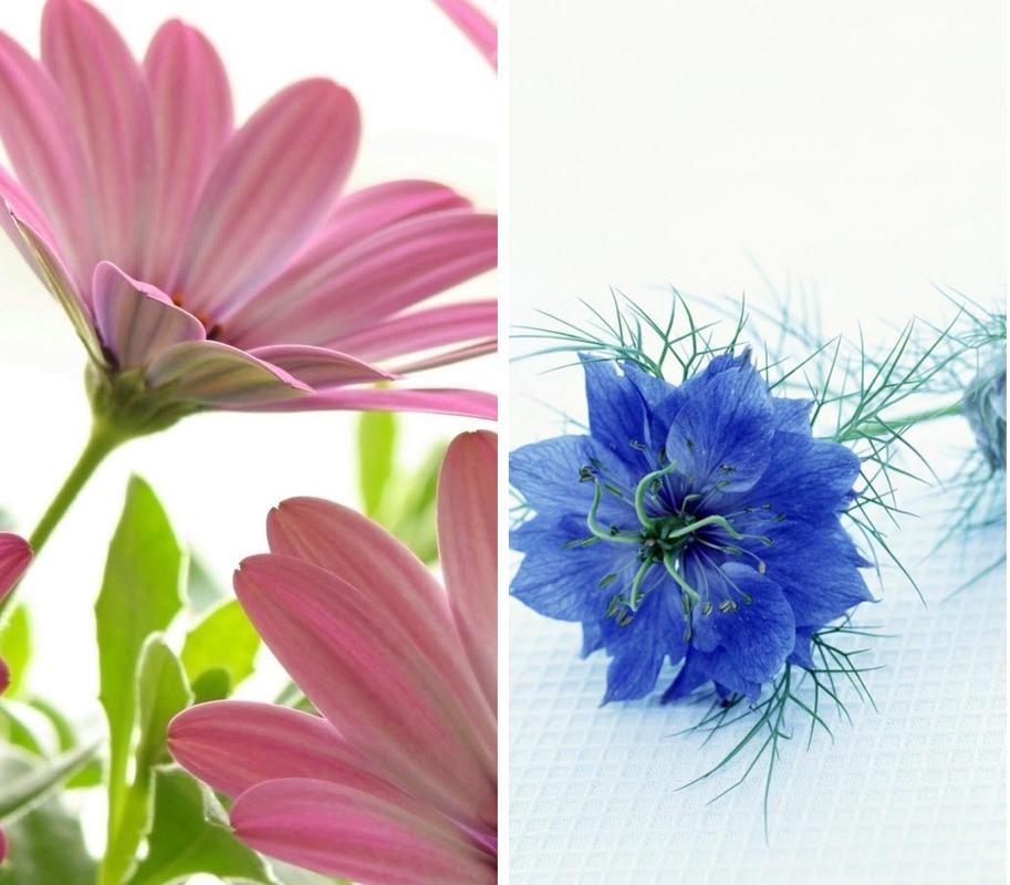 all flowers wallpaper hd for android apk download