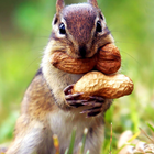 Funny Squirrel Jigsaw Puzzles آئیکن