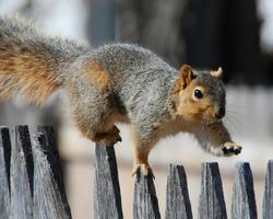 Funny Squirrel Jigsaw Puzzles capture d'écran 3