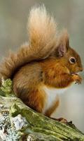 Funny Squirrel Jigsaw Puzzles Affiche