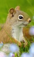 Funny Squirrel Jigsaw Puzzles ภาพหน้าจอ 1