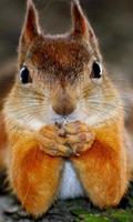 Funny Squirrel Jigsaw Puzzles ภาพหน้าจอ 2