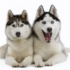 Siberian Husky Dogs Jigsaw Puzzles آئیکن