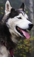 Siberian Husky Dogs Jigsaw Puzzles plakat