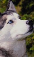 Siberian Husky Dogs Puzzle Jigsaw screenshot 2