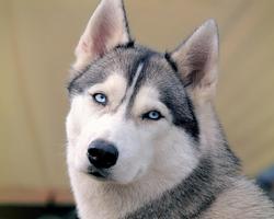 Siberian Husky Dogs Puzzle Jigsaw screenshot 3