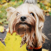 Yorkshire Terrier Images Jigsaw Puzzles