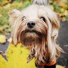 Yorkshire Terrier Images Jigsaw Puzzles biểu tượng