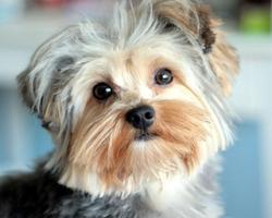 Yorkshire Terrier Images Jigsaw Puzzles capture d'écran 3