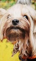 Yorkshire Terrier Images Jigsaw Puzzles Affiche