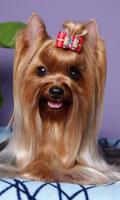 Yorkshire Terrier Images Jigsaw Puzzles capture d'écran 1