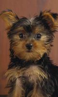 Yorkshire Terrier Images Jigsaw Puzzles capture d'écran 2