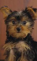 Yorkshire Terrier Images Jigsaw Puzzles syot layar 2