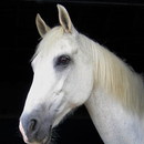 All Horses Pictures APK