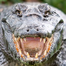 alligator wallpaper APK