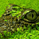 LWP Alligator APK