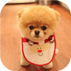 Cute Puppy Dogs - AllPuzzle ikona