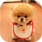 Cute Puppy Dogs - AllPuzzle icône