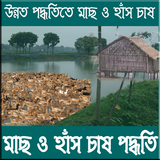 মাছ ও হাঁস চাষ পদ্ধতি simgesi