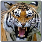 Tiger Sounds - Tigre आइकन