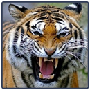Tiger Sounds - Tigre APK