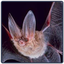 Bat Sounds - Morcego APK