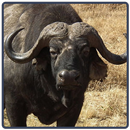 Buffalo Sounds - Bufalo APK