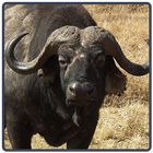 Buffalo иконка