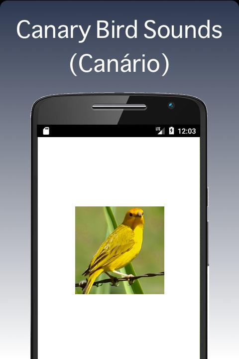 Android canary Android canary