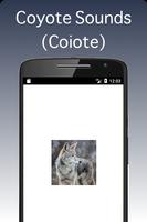Coyote Sounds - Coiote Affiche