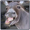 Donkey Sounds - Jumento APK
