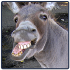 Donkey Sounds - Jumento иконка