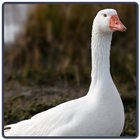 Goose icône