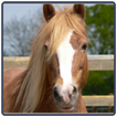 Horse Sounds - Cavalo