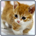 Kitten Sounds - Gatinhos