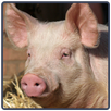 Pig Sounds - Porco APK