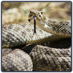 Rattlesnake Sounds - Cascavel