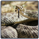 Rattlesnake Sounds - Cascavel APK