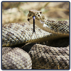 Rattlesnake Sounds - Cascavel आइकन
