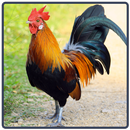 Rooster Sounds - Galo APK
