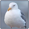 Seagull Sounds - Gaivota