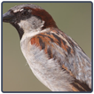 Sparrow Sounds - Pardal