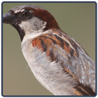 Sparrow ikona