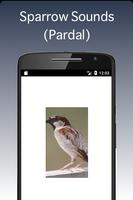Sons de Pardal - Sparrow Cartaz