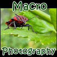 Macro Photography Cartaz