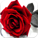 Love Romantic Images APK