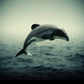 ”Māui Dolphin