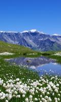 alpine meadows poster