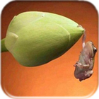 صور من الصعب إلتقاطها biểu tượng