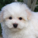 Maltese Dogs Wallpapers APK